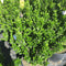 Euonymus japonicus 'Benkomasaki' - 15 litre - Cedar Nursery - Plants and Outdoor Living
