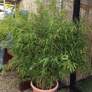 Fargesia jiuzhaigou 'Obelisk' - 50 litre 130 cm (Bamboo) - Cedar Nursery - Plants and Outdoor Living
