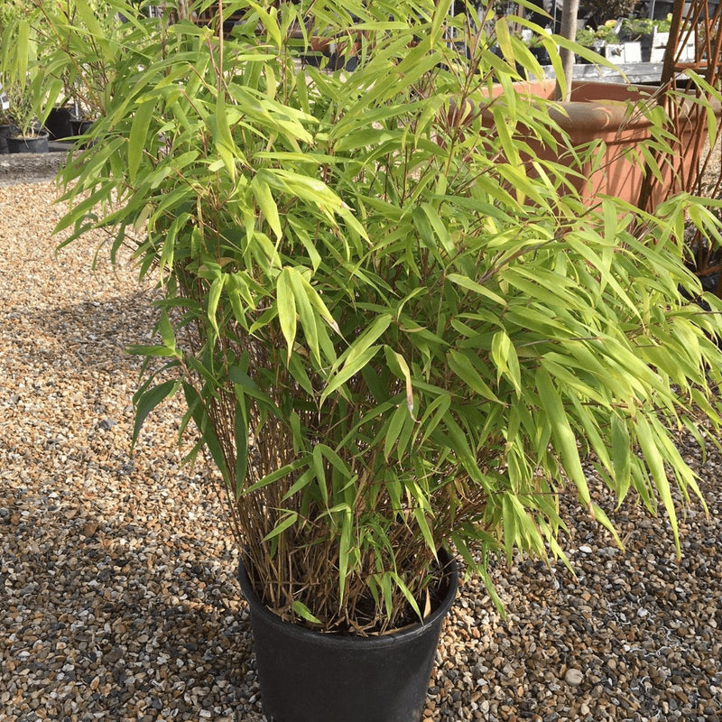 Fargesia rufa - 10 litre (Bamboo) - Cedar Nursery - Plants and Outdoor Living