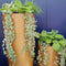 Fibreglass Cylico Planter - Cedar Nursery - Plants and Outdoor Living