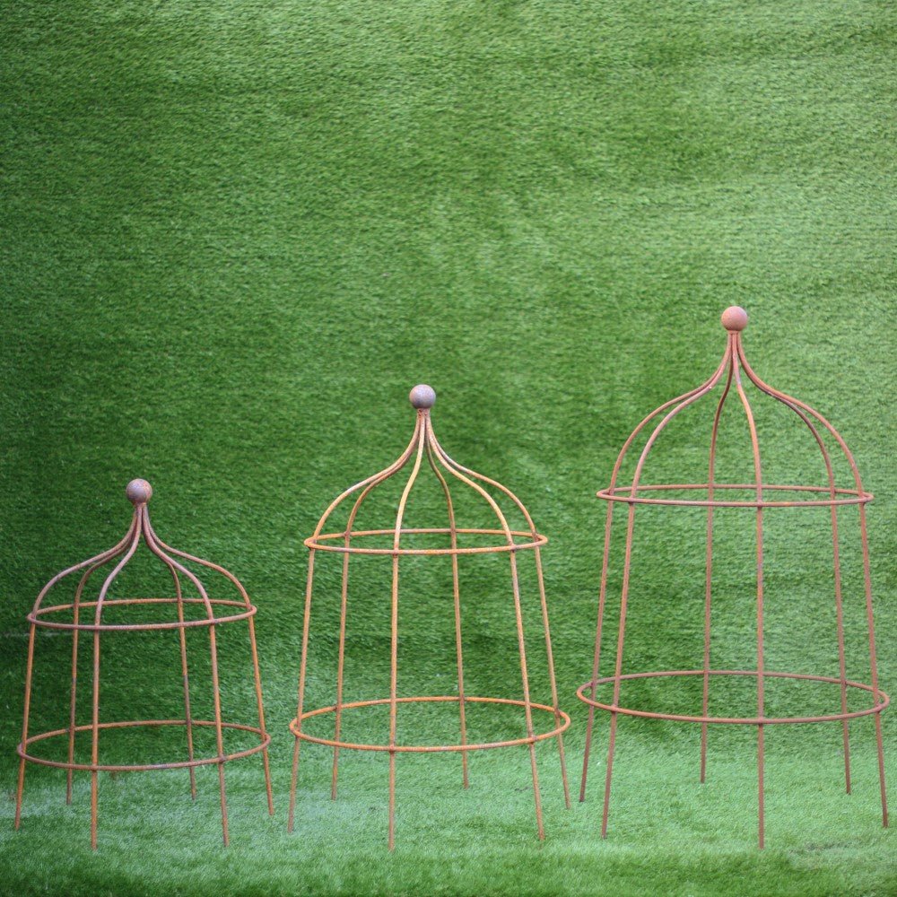 Gothic Lobster - Cedar Nursery - Plants and Outdoor Living