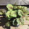 Heuchera 'Green Fizz' (Indian Summer Series) - 2 litre - Cedar Nursery - Plants and Outdoor Living