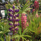 Lupinus - 2 litre Mixed (lupin) - Cedar Nursery - Plants and Outdoor Living