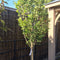 Magnolia 'Susan' - 08-10 cm 1/2 Std 30 litre - Cedar Nursery - Plants and Outdoor Living