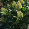 Skimmia × confusa 'Kew Green' (m) - 5 litre - Cedar Nursery - Plants and Outdoor Living