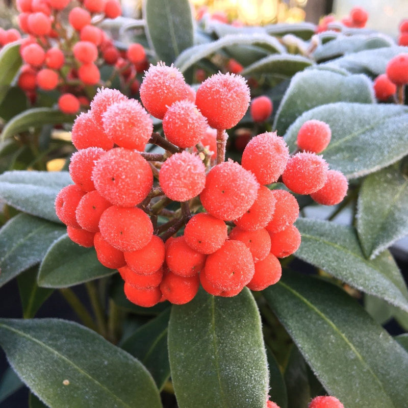 Skimmia japonica 'Pabella' (f) - 5 litre - Cedar Nursery - Plants and Outdoor Living