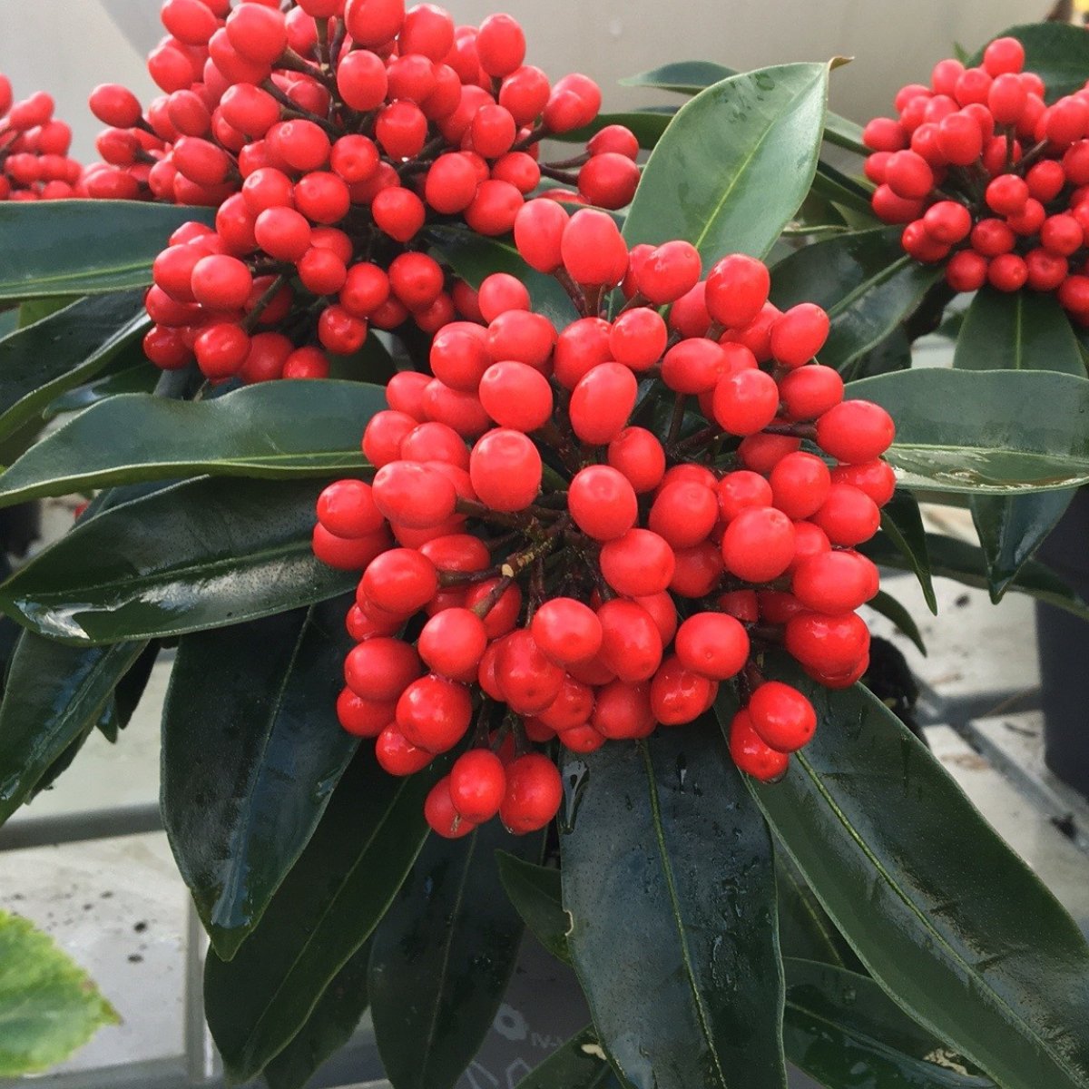 Skimmia japonica subsp. reevesiana - 1.5 litre - Cedar Nursery - Plants and Outdoor Living