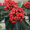 Skimmia japonica subsp. reevesiana - 1.5 litre - Cedar Nursery - Plants and Outdoor Living