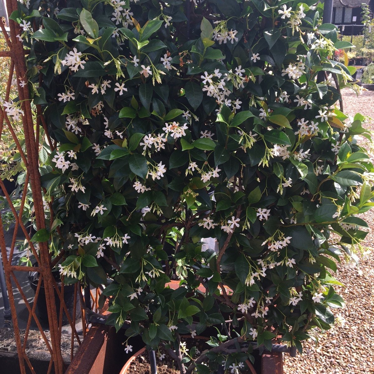 Trachelospermum jasminoides - 90×55 cm FRAME - Cedar Nursery - Plants and Outdoor Living