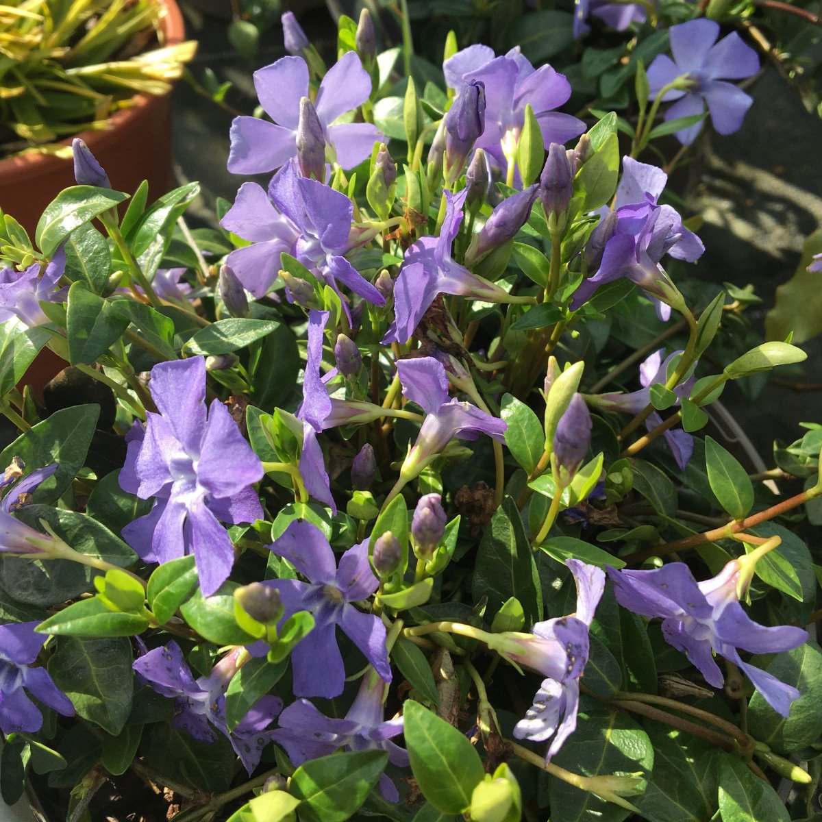 Vinca minor - 2 litre - Cedar Nursery - Plants and Outdoor Living