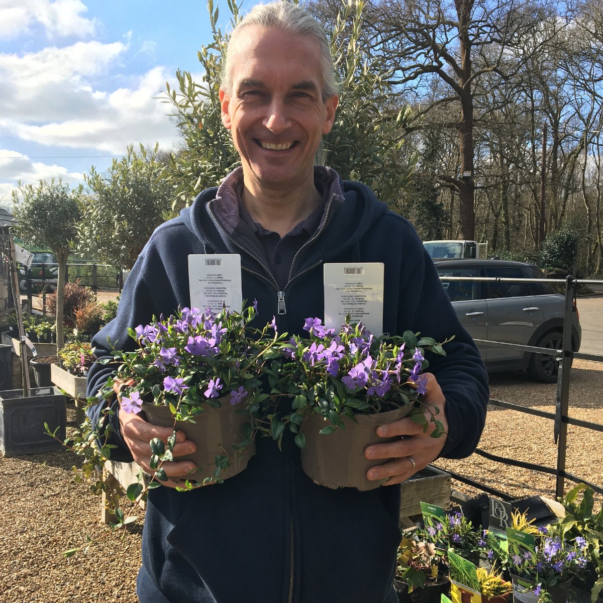 Vinca minor - 2 litre - Cedar Nursery - Plants and Outdoor Living