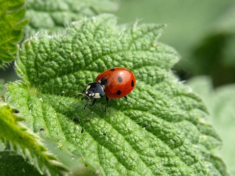 Ladybird on a tree leaf in a UK garden, representing natural biocontrol and integrated pest management