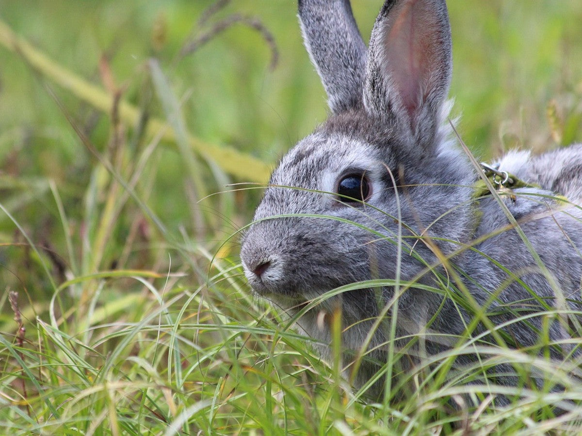A pet rabbit exploring a well-planted family garden with raised beds and lavender borders in Surrey