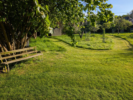 Weathered wooden garden bench beneath a leafy tree in a sunlit lawn with a mown grass path leading into a cottage garden.