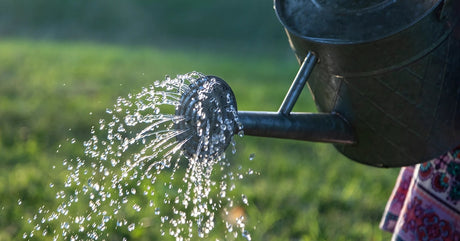 Gardener checking soil moisture with a finger before watering a container plant in a summer garden