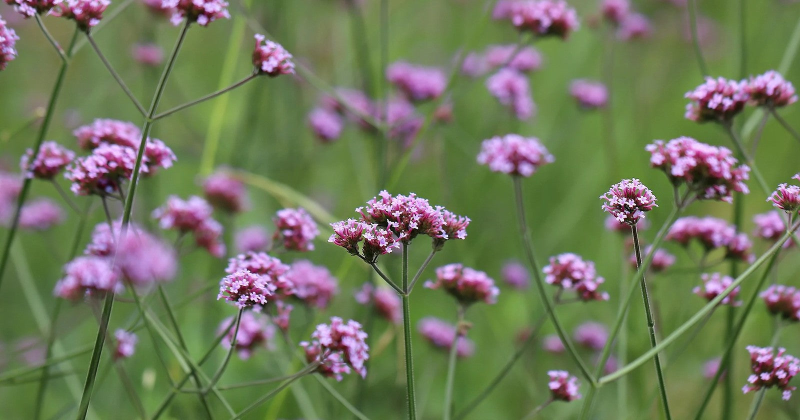 Dense clusters of purple and pink verbena flowers in full summer bloom in a mixed UK flower border