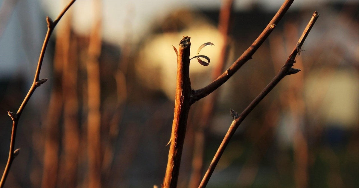 Close-up of a gardener performing the scratch test on a bare shrub stem to check for signs of life in spring