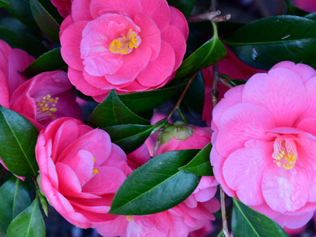 Camellia in full bloom with deep pink flowers against glossy dark evergreen foliage in a terracotta container