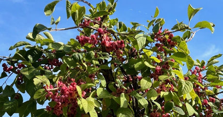 Euonymus phellomanus cork spindle tree showing vivid pink fruit capsules and yellow autumn foliage