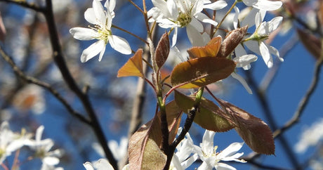 Amelanchier lamarckii in spring flower with bronze-flushed young leaves, photographed at Cedar Nursery, Cobham, Surrey