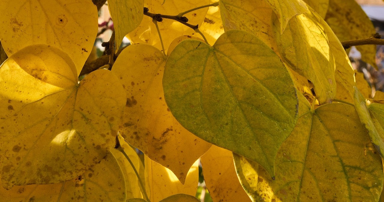 Cercis canadensis Golden Falls weeping redbud with cascading golden heart-shaped foliage at Cedar Nursery Cobham