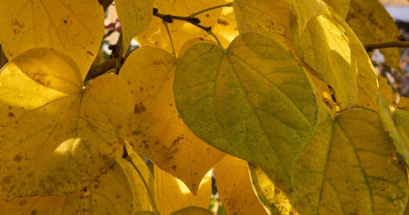 Cercis canadensis Golden Falls weeping redbud with cascading golden heart-shaped foliage at Cedar Nursery Cobham