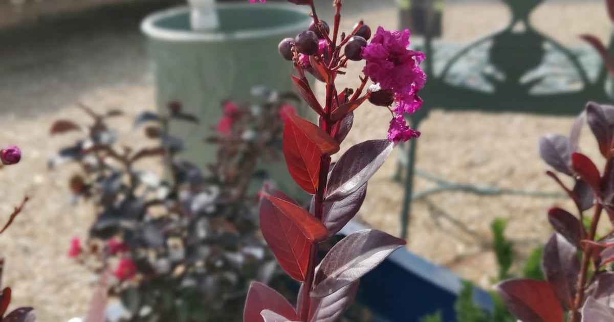 Lagerstroemia Crape Myrtle in full flower with pink blooms and peeling cinnamon bark, garden setting