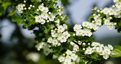 Crataegus pinnatifida Chinese hawthorn tree with clusters of red autumn fruit and crimson foliage