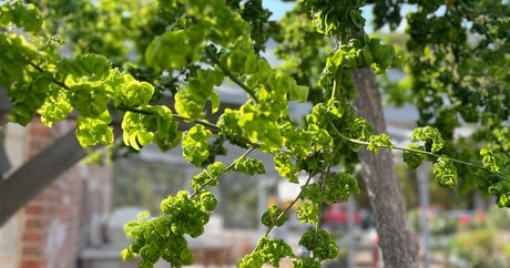 Sophora japonica Datiana weeping pagoda tree with umbrella-shaped crown in a sunny garden setting
