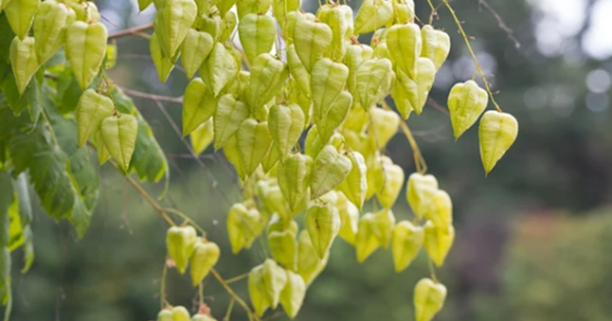 Koelreuteria paniculata Golden Rain Tree in full flower with bright yellow panicles against a summer sky