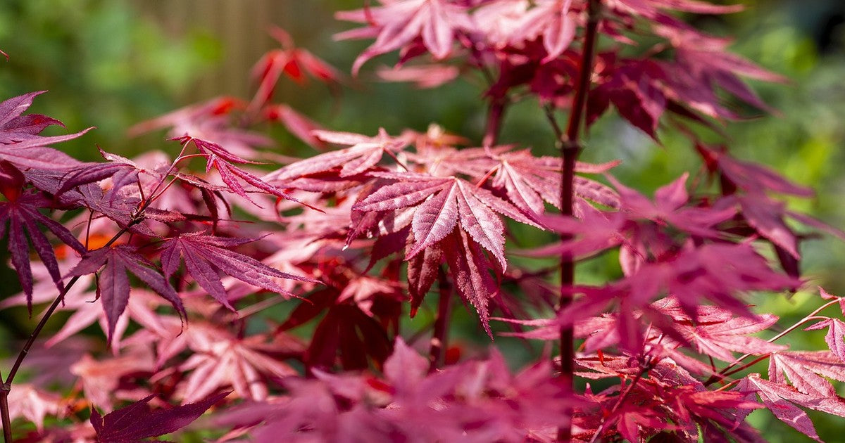 Acer palmatum Trompenburg showing deep purple-red recurved foliage in a sheltered garden setting
