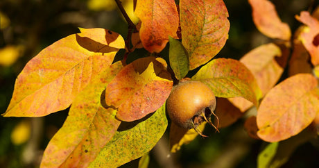 Mespilus germanica Nottingham medlar tree with small green fruit and open sepal crowns on the branch in summer