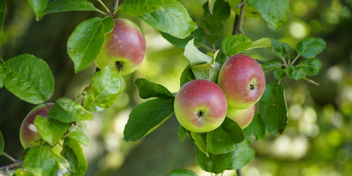Apple Tree Pollination: Your UK Questions Answered – Cedar Nursery ...