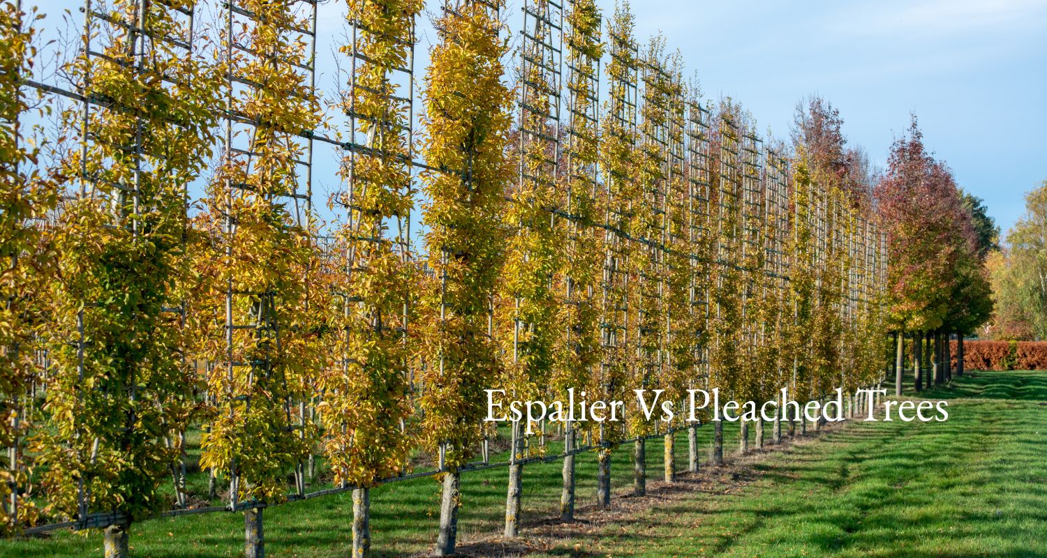 Espalier trees are a great screening solution