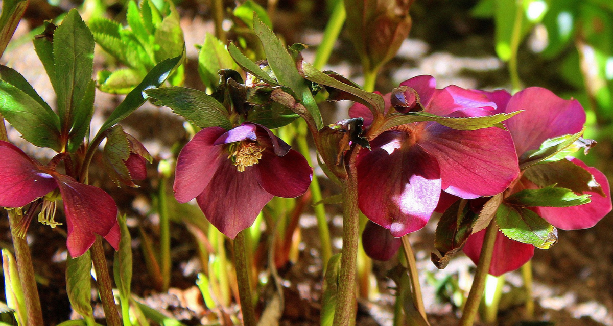 Winter Hardy Hellebores