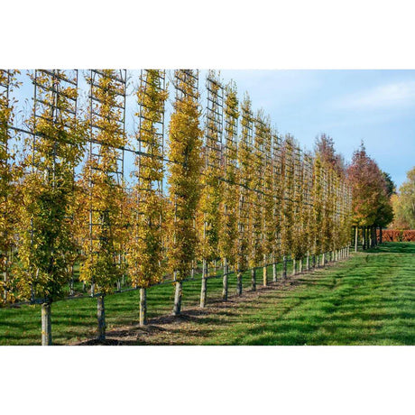 Espalier trees are a great screening solution