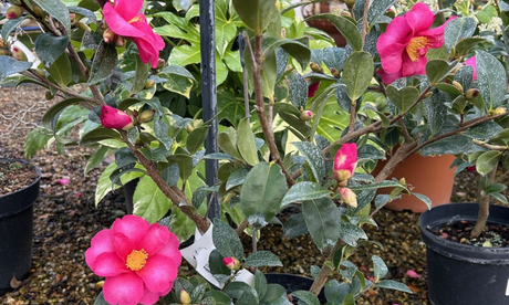 Winter flowering plants