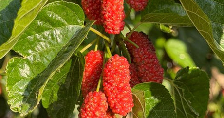 Ripe black mulberry fruit on a mature Morus nigra tree in a Surrey garden in late July
