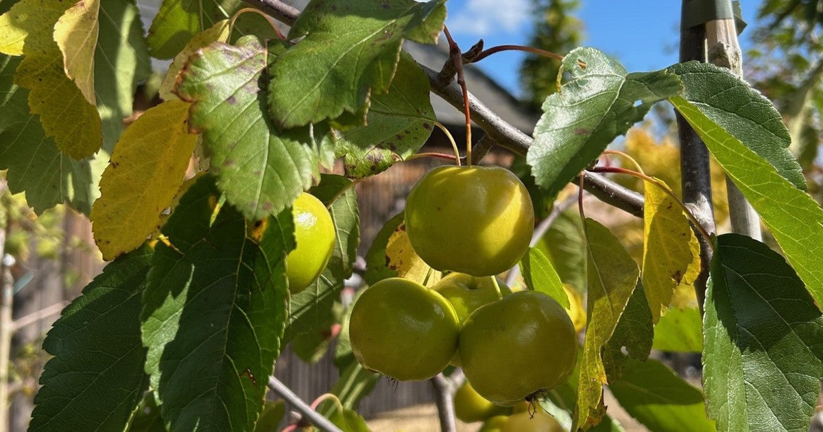 Crab apple tree laden with red and yellow fruit in a Surrey garden in early September