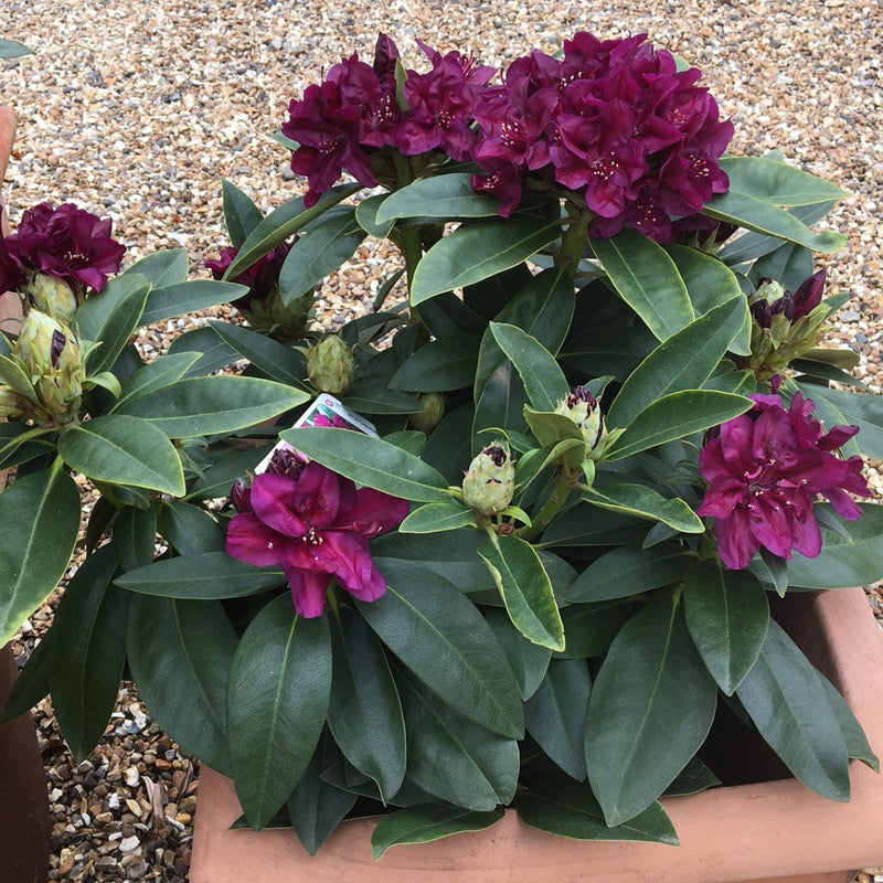 Are Rhododendrons right for your garden? - Cedar Nursery - Plants and Outdoor Living