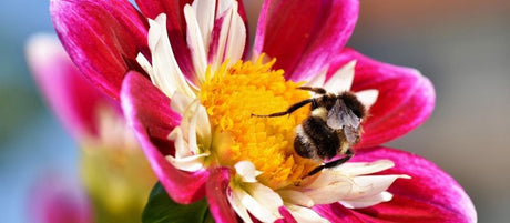 Attention all gardeners – A Real Threat to Pollinators - Cedar Nursery - Plants and Outdoor Living