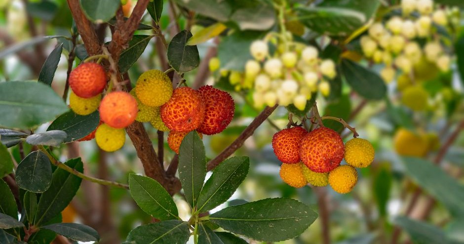 Arbutus unedo Killarney Strawberry Tree with white flowers and red fruits on cinnamon-barked branches in autumn