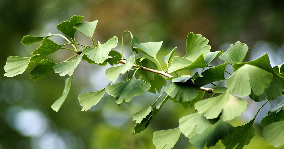 Ginkgo biloba Maidenhair Tree with golden yellow autumn foliage in a UK garden