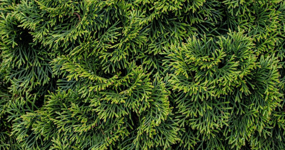 Conifer and cypress trees in a Surrey garden during a summer hot spell, showing healthy green foliage