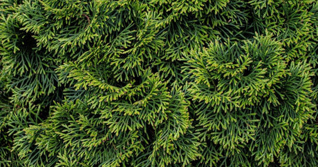 Conifer and cypress trees in a Surrey garden during a summer hot spell, showing healthy green foliage