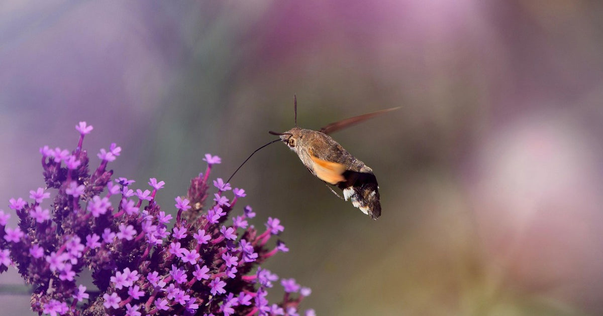 Hummingbird hawk-moth hovering at buddleia flowers in a sunny Surrey garden, wings a blur of motion
