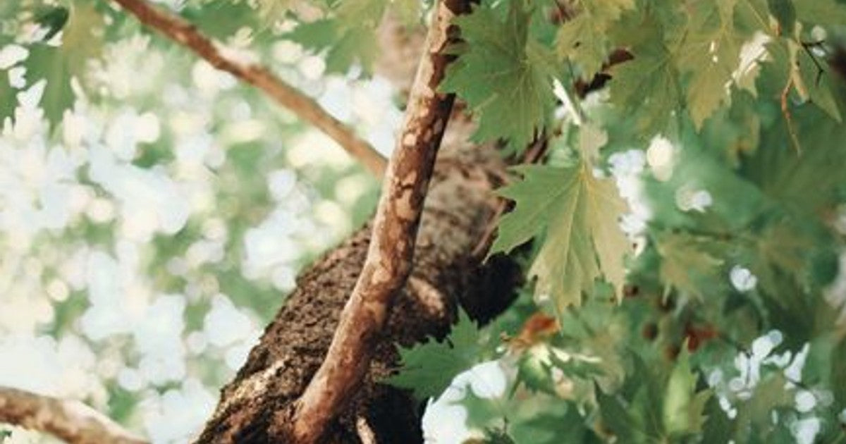 Silver Maple (Acer saccharinum) canopy showing deeply lobed green leaves with silver-white undersides shimmering in the breez