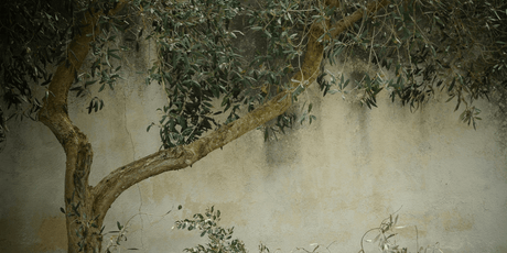 Drought Tolerant Trees - Cedar Nursery - Plants and Outdoor Living