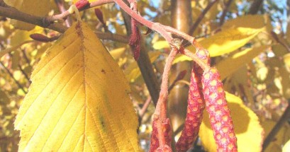 Alnus incana Aurea Golden Grey Alder with golden foliage and orange-red catkins in a damp garden setting
