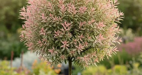 Salix integra Hakuro-nishiki flamingo willow standard with pink and cream variegated foliage in a garden setting